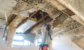 Best Emergency Mold Remediation  in USA